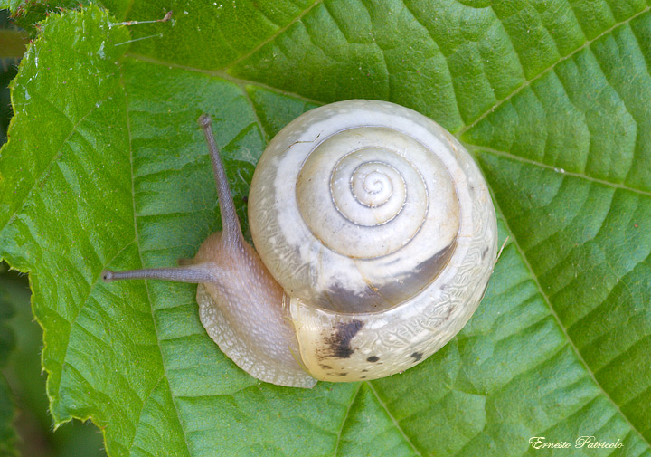 Fruticicola fruticum (O.F. Mller, 1774)